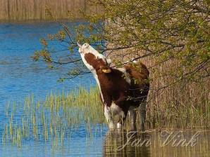 Koe, roodbonte koe, foeragerend, staand in water, Amsterdamse Waterleiding Duinen