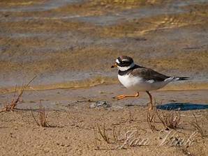 Bontbekplevier, Doornvlak Noordhollands Duinreservaat