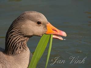 Grauwe gans, etend van riet, foeragerend, Hoefijzermeer, Noordhollands Duinreservaat, Castricum