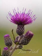 Kale jonker, detail bloem en bloemknoppen, Zwanenwater