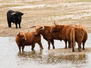 Schotse hooglanders, gedoe om een tochtige koe, Doornvlak Noordhollands Duinreservaat