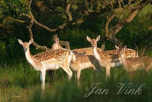 Damhert, hinden met kalfjes, Amsterdamse Waterleiding Duinen