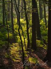 Adelaarsvarens, op bosbodem, beschenen door de zon, Amsterdamse Waterleiding Duinen