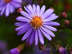 Aster, detail bloem, tuin Wijkeroog 