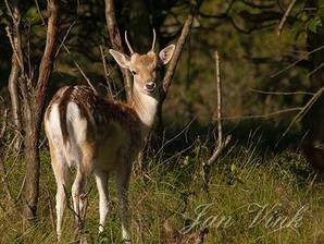 Damhert, jonge bok, tong uitstekend, Amsterdamse Waterleiding Duinen