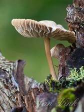 Helmmycena, op een boomstronk, Amsterdamse Waterleiding Duinen 