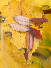 Klimhortensia en Sorbus vilmorinii, blad in herfstkleuren, in de achtertuin.