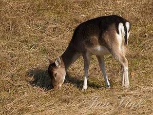 Damhert, hinde, foeragerend, grazend, Amsterdamse Waterleiding Duinen