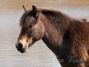 Exmoor pony, detail hoofd, Doornvlak, Noordhollands Duinreservaat