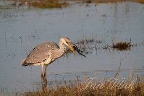 Blauwe reiger, eet een kikker, Doornvlak 