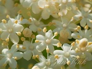 Vlier, bloemen, bloesem, Westbroekroute