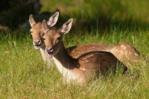 Damhert, damherten, herkauwen, Amsterdamse Waterleiding Duinen