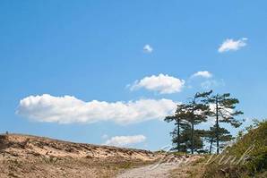 Dennen in het duinlandschap, Nationaal Park Zuid-Kennemerland