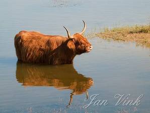 Schotse hooglander, in water, verkoeling, spiegelbeeld, Doornvlak