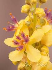 Zwarte toorts, detail bloem met stamper en meeldraden, Amsterdamse Waterleiding Duinen