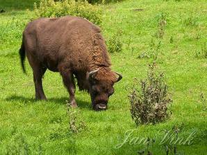 Wisent, foeragerend, grazend, Wildpark Gangelt