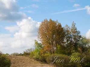 Populieren, met jong blad, in duinlandschap, Amsterdamse Waterleiding Duinen