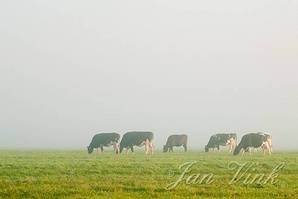 Koe, koeien, zwartbont, in de mist en vroeg zonlicht, polder bij Assendelft