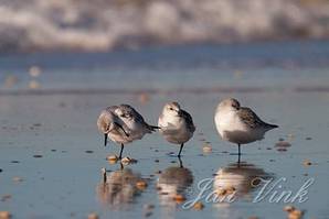 Drieteenstrandlopers, op het strand bij Heemskerk