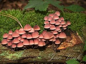 Grote bloedsteelmycena, op dood hout, Noordhollands Duinreservaat Bakkum