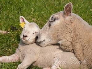 Schaap, ooi met lam Busch en Dam Uitgeest