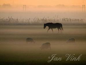 Paard en schapen in nevelen Zwaansmeerpad Uitgeest