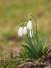 Sneeuwklokje, bloemen, bloei, landgoed Elswout