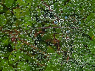 Spinrag, met regendruppels, in de achtertuin.