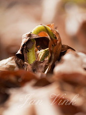 Adelaarsvaren, ontrollend blad, tussen dor beukenblad, Vinkenduin