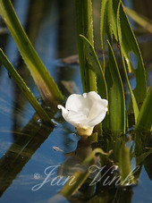 Krabbenscheer, bloem, bloei, Noordhollands Duinreservaat Bakkum