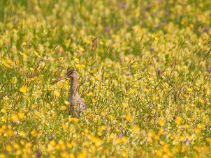 Grutto, tussen ratelaars en boterbloemen, Castricummerpolder