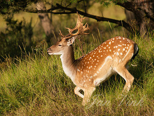 Damhert, bok, opstaan, opstaand, Amsterdamse Waterleiding Duinen