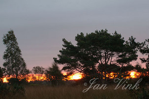 Zonsopkomst, vlammende zonsopkomst, opkomende zon, in de Groote Peel