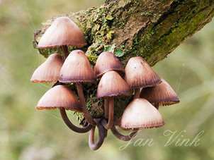 Grote bloedsteelmycena, aan een afgebroken tak, Amsterdamse Waterleiding Duinen