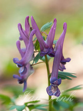 Vingerhelmbloem, voorjaarshelmbloem, detail bloemen, Landgoed Elswout