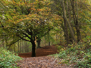 Beuken, in en om een dal, herfstsfeer, herfst, Noordhollands Duinreservaat, Castricum