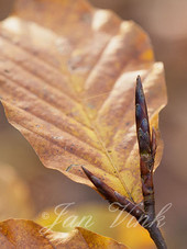 Beuk, winterknoppen, knoppen, en herfstblad, Noordhollands Duinreservaat Bakkum