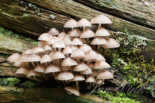 Bundelmycena, mycena, paddenstoelen, op tak van dode eik, Amsterdamse Waterleiding Duinen