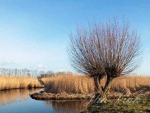 Knotwilg, in de Hempolder, Akersloot