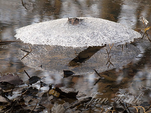 Paraplu van ijs, aan stok of tak in het water, Landgoed Elswout