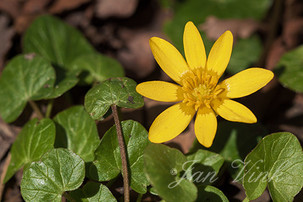 Speenkruid, bloem, bloei, en blad, landgoed Elswout