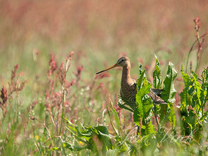 Grutto, op pol zuring, in de Castricummerpolder