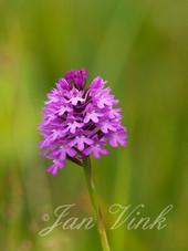 Hondskruid, bloemen, bloei, Noordhollands Duinreservaat, Wijk aan Zee