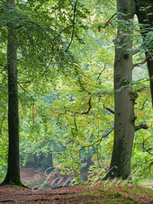 Doorkijkje, herfst, op landgoed Hilverbeek, Natuurmonumenten