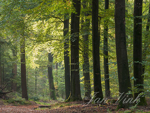 Zonlicht, in het Speulderbos