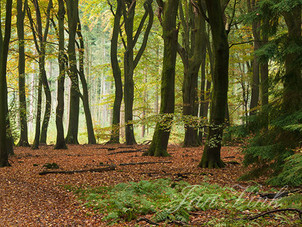 Dansende bomen, in het Speulderbos.