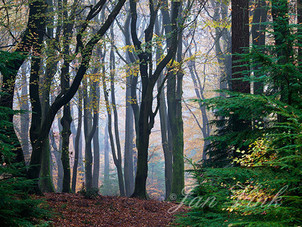 Speulderbos, dansende bomen, mist, nevel, sfeer