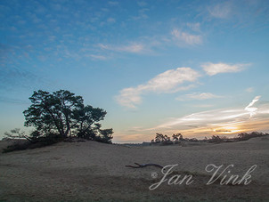 Kootwijkerzand, zonsopkomst, opkomende zon, zandverstuiving, dennen