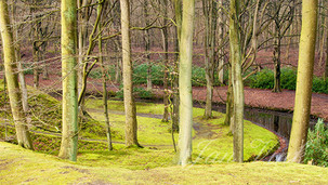 Beuken en mos in landschap, landgoed Elswout