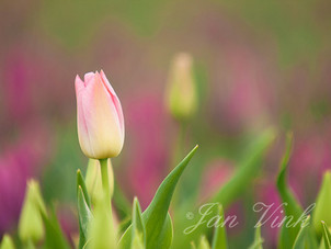 Tulp, in bollenveld, kleur, tulpen, Rondje Wogmeer